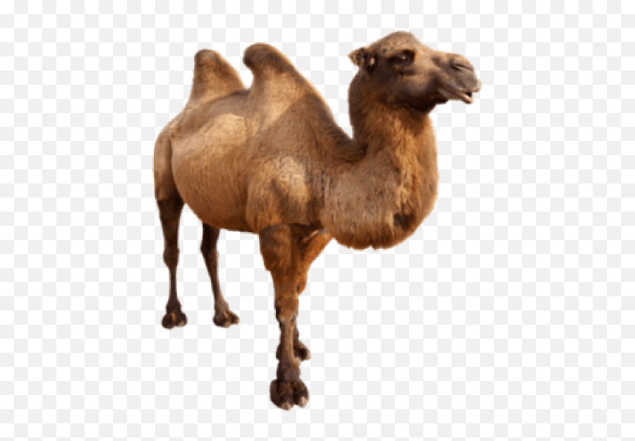 Free Transparent Png Images On Camel