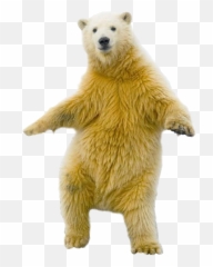 Bear Standing Png Picture - Polar Bear Standing Up,Grizzly Bear Png