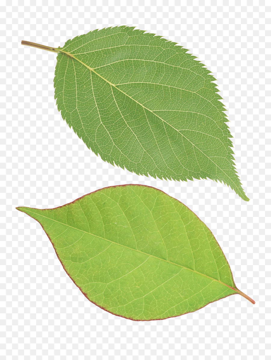 Green Leaves Png Images Free Download - Single Green Leaves Png,Leaves Clipart Png