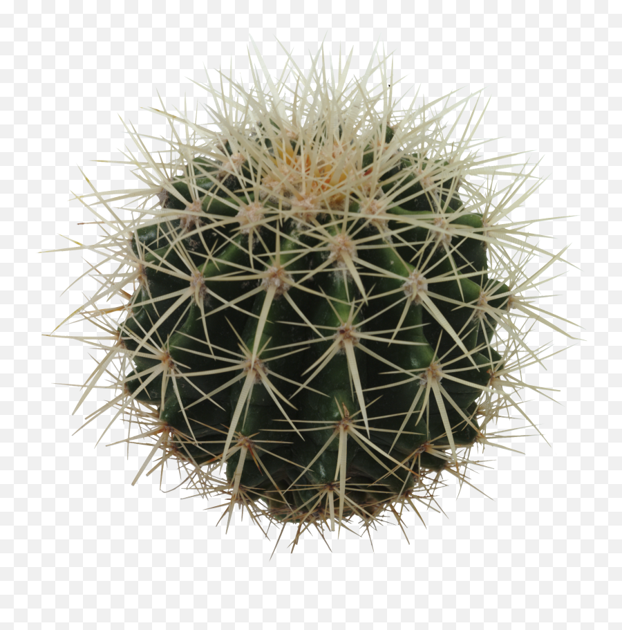 Cactus Png Image Free Picture Download - Golden Barrel Cactus Png,Cactus Clipart Png