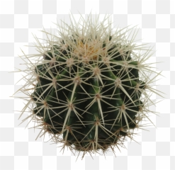 Cactus Png Image Free Picture Download - Golden Barrel Cactus Png,Cactus Clipart Png