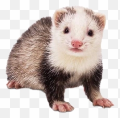 Ferret Background Png Image - Farriot Animal,Ferret Png