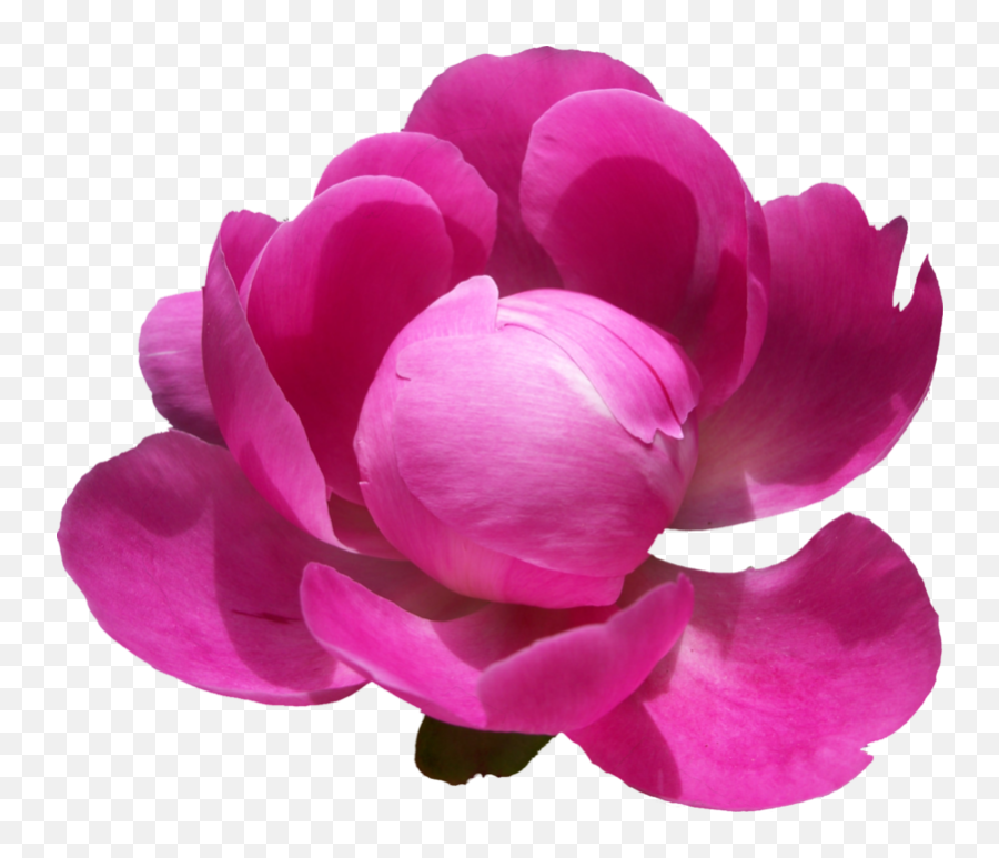 Download Free Png Peonies Pic - Paeonia Flowers Hd Png Transparent,Peonies Png