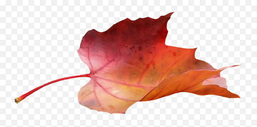 Blowing Leaves Png - Fall Leaf Side View Transparent Leaf From The Side,Maple Leaves Png