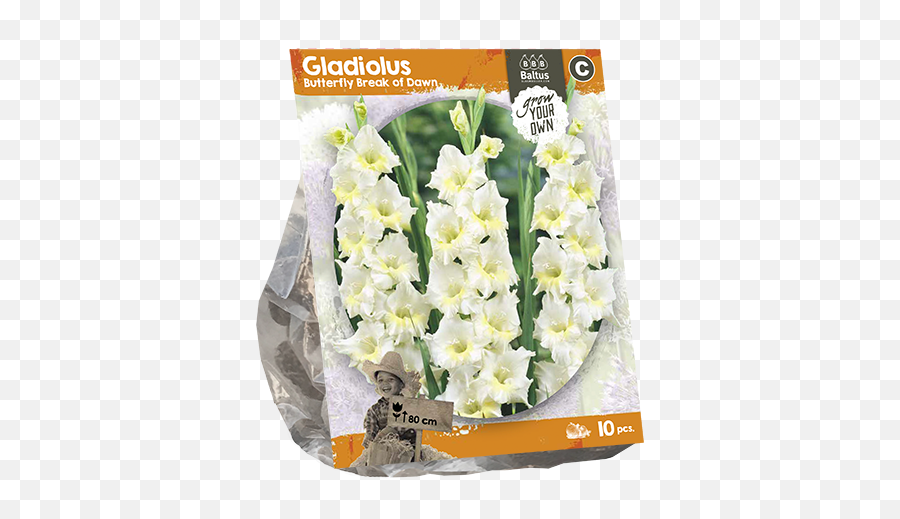 Download 222240 Gladiolus Butterfly Break Of Dawn Per 10 - Narcissus Png,Lily Of The Valley Png