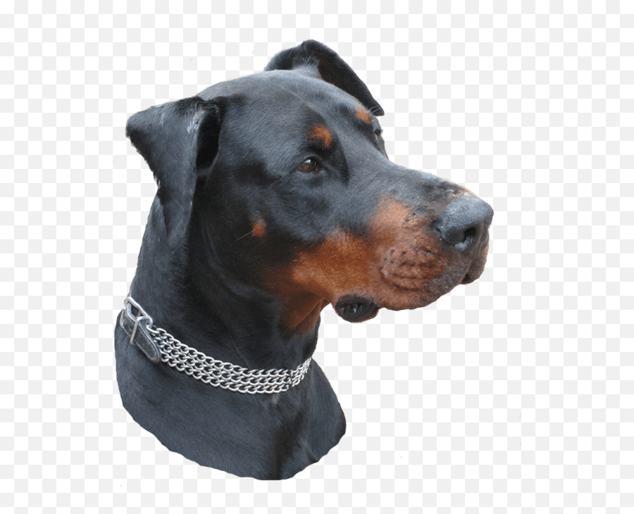 Doberman Png - Companion Dog 4589648 Vippng Companion Dog,Doberman Png