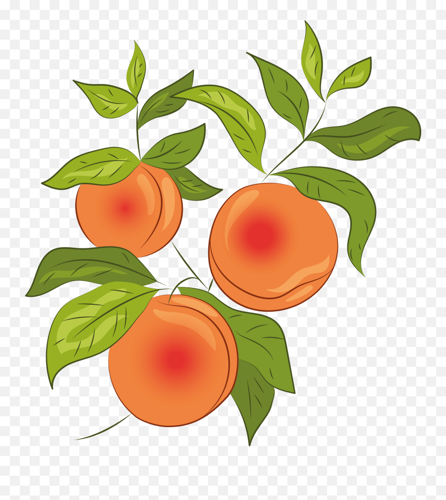 Peach Clipart Free Download Transparent Png Creazilla - Bush Tomato,Peach Png