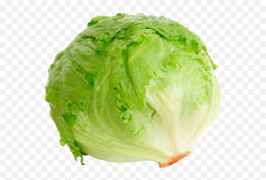 Iceberg Lettuce - Iceberg Lettuce Png,Iceberg Png