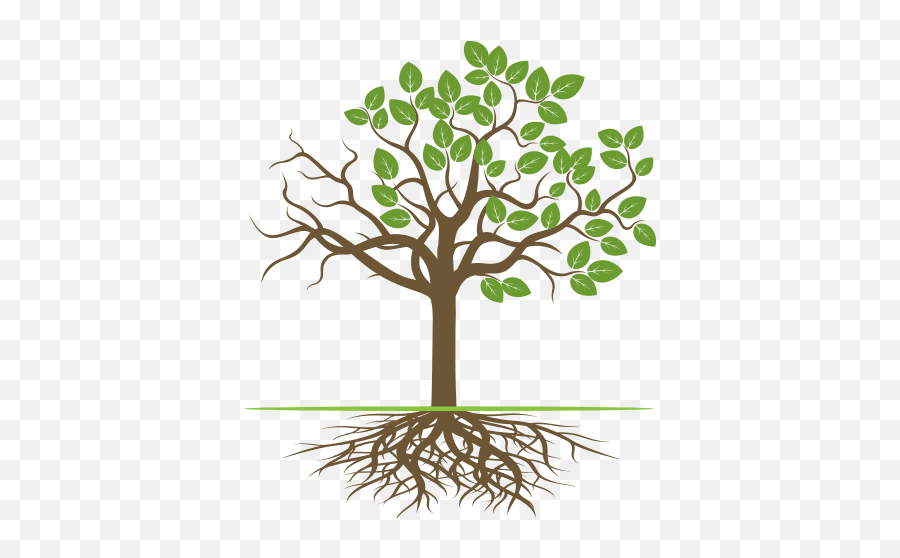 Tree Rx - Tree With Roots Branches And Leaves Png,Tree With Roots Png