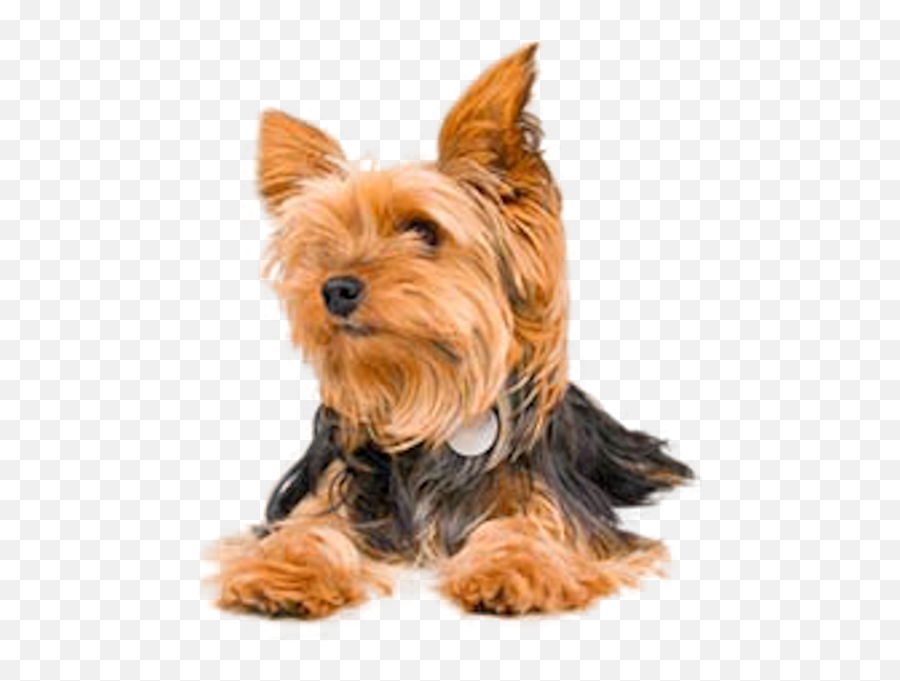 Yorkie - Vulnerable Native Breeds Png,Yorkie Png