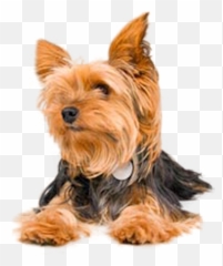 Yorkie - Vulnerable Native Breeds Png,Yorkie Png