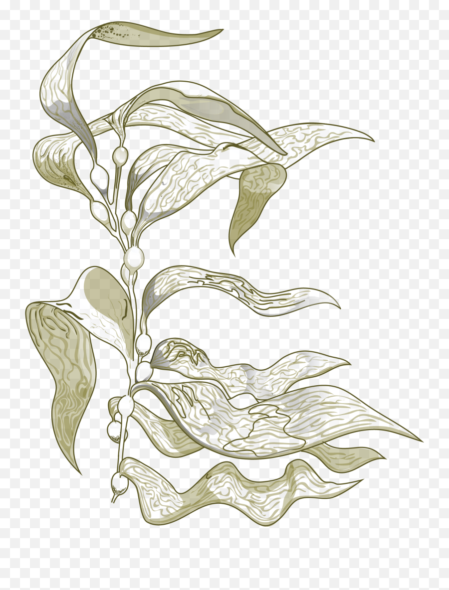 Our Newsletter - Sea Kelp Drawing Png,Kelp Png