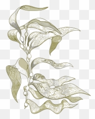 Our Newsletter - Sea Kelp Drawing Png,Kelp Png