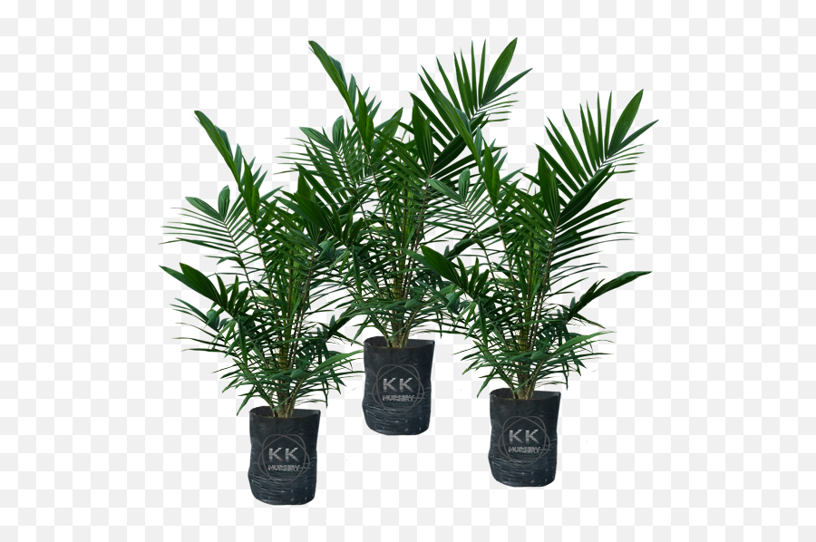 Download Oil Palm Seedlings From - Oil Palm Seedling Png,Seedling Png