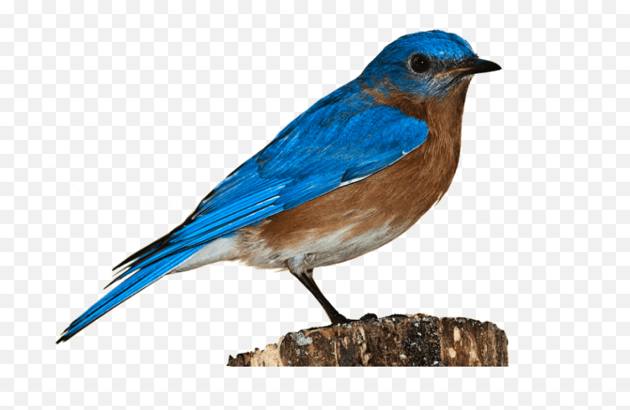 Crown Png - Free Png Images Png Free Png Images Blue Blue Bird White Background,Flying Bird Png