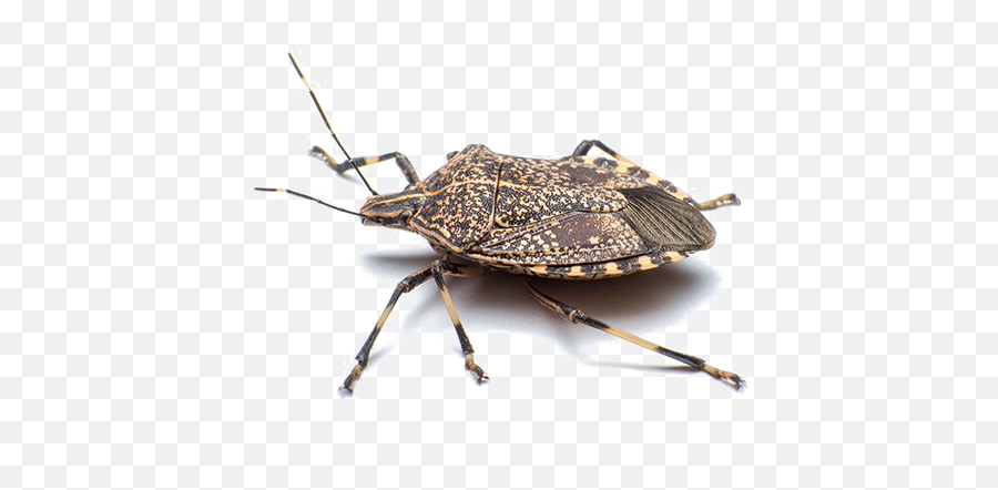 Stink Bug Png Free Download Arts - Stink Bug Png,Bugs Png