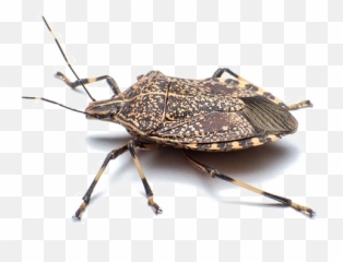 Stink Bug Png Free Download Arts - Stink Bug Png,Bugs Png