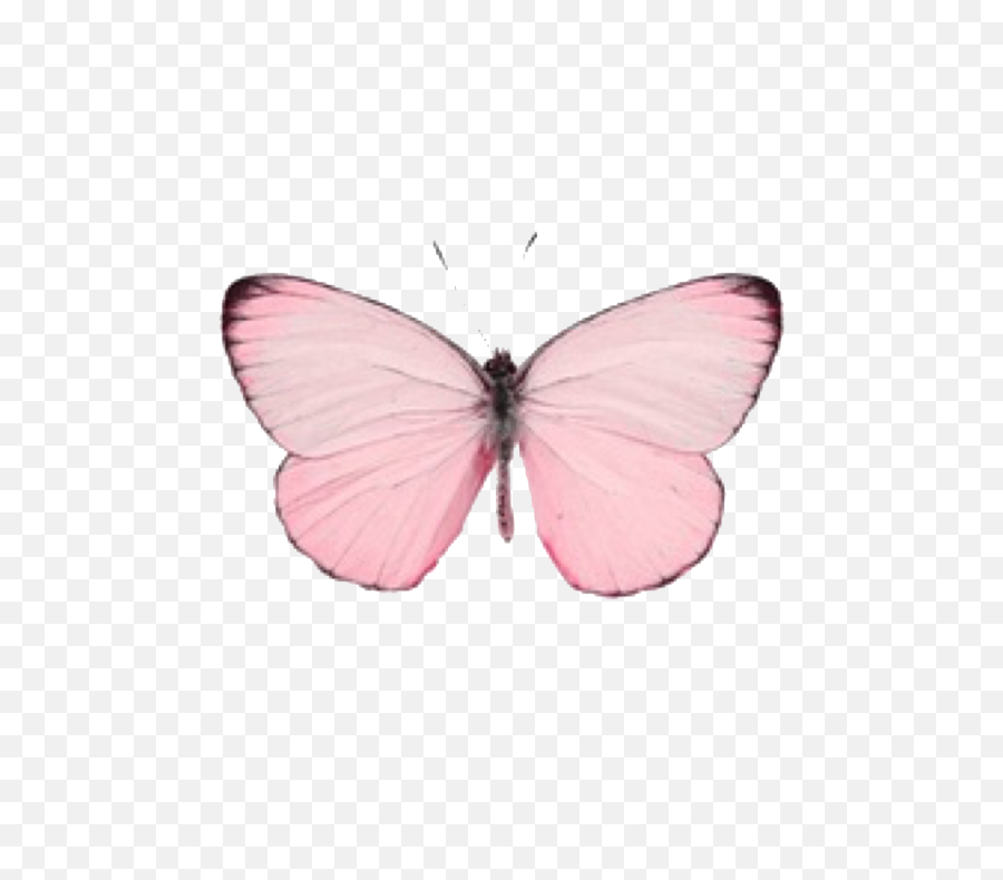 Cute Pink Pastel Butterfly Transparent - Pink Pastel Butterfly Png,Butterfly Transparent