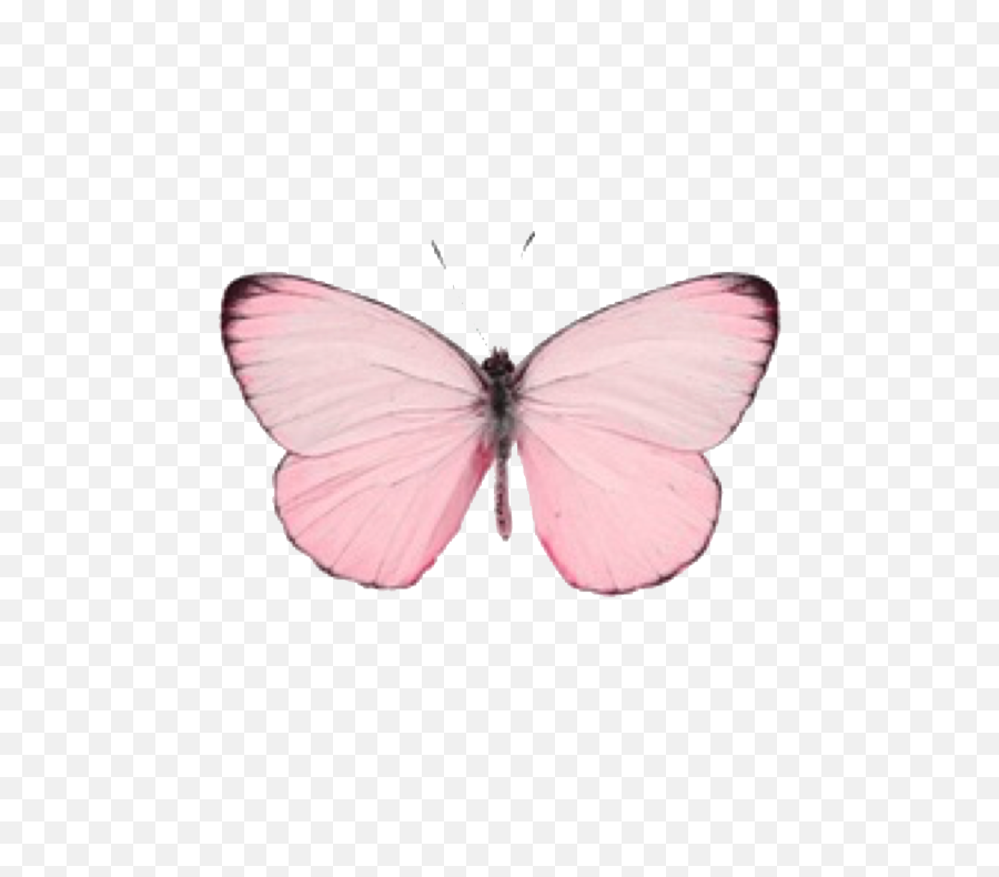 Cute Pink Pastel Butterfly Transparent - Pink Pastel Butterfly Png