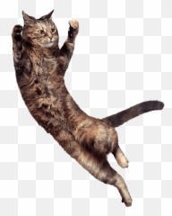 Premium Cat Food Perfect Fit - Perfect Fit png