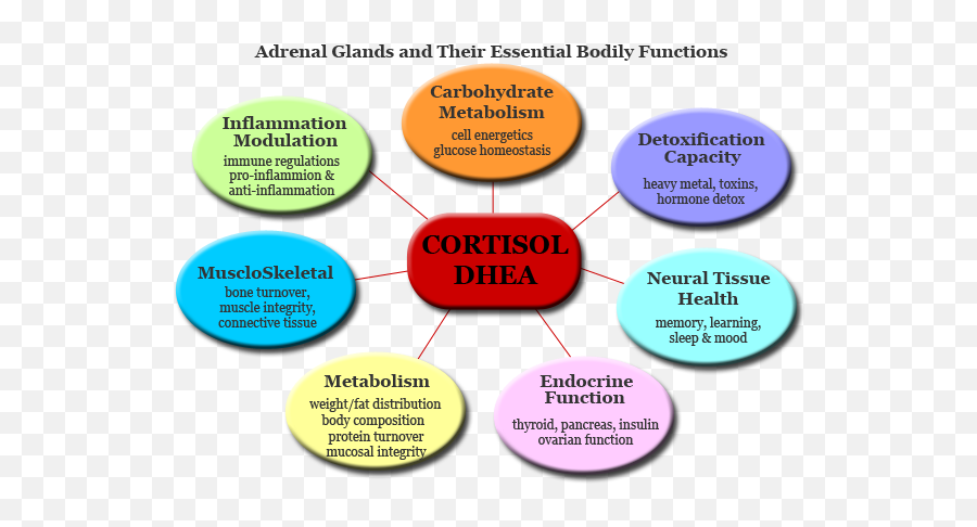 Smaller Than A Walnut No Heavier Grapeu2026affects Every - Adrenal Glands And Their Essential Bodily Functions Png,Adrenal Icon