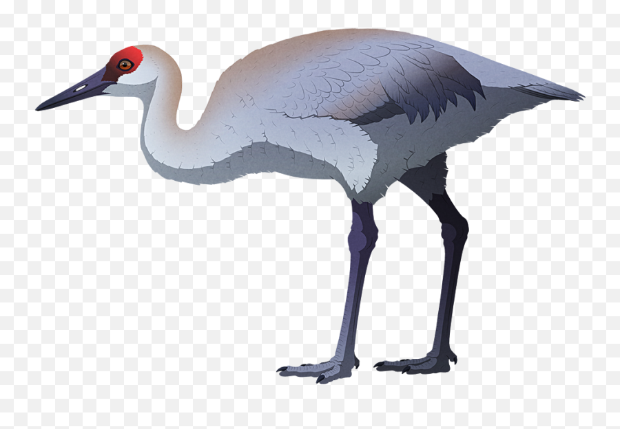 Holocene Extinction U2013 Nix Illustration - Cuban Flightless Crane Png,St Phanourios Icon