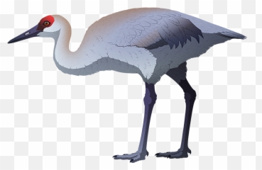 Holocene Extinction U2013 Nix Illustration - Cuban Flightless Crane png
