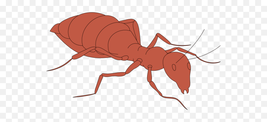 Walking Orange Ant Png Svg Clip Art For Web - Download Clip,Ant Icon