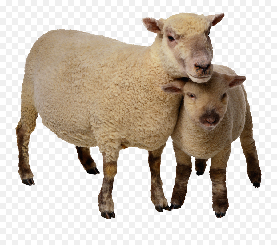 Pin - Lamb Png,Sheep Png