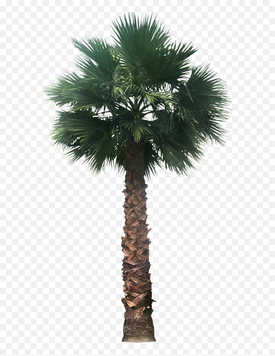Date Palm Transparent Png Clipart - Palm Trees Transparent B,Palm Png
