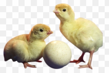 Products - Source Turkey Day Old Png