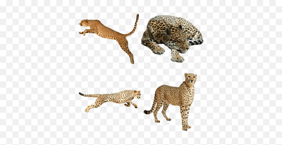 Cheetahs Transparent Png Images - Stickpng Cheetah Png Transparent,Cheetah Png