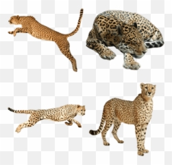 Cheetahs Transparent Png Images - Stickpng Cheetah Png Transparent,Cheetah Png