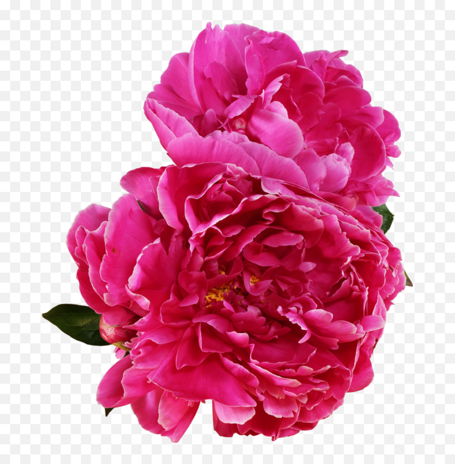Download Peony Outline Png Vector - Peony Png,Peonies Png