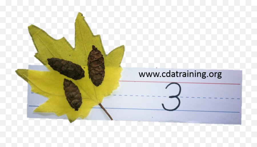 Download Math With Leaves And Pine Cones - Maple Leaf Png Handwriting,Maple Leaves Png