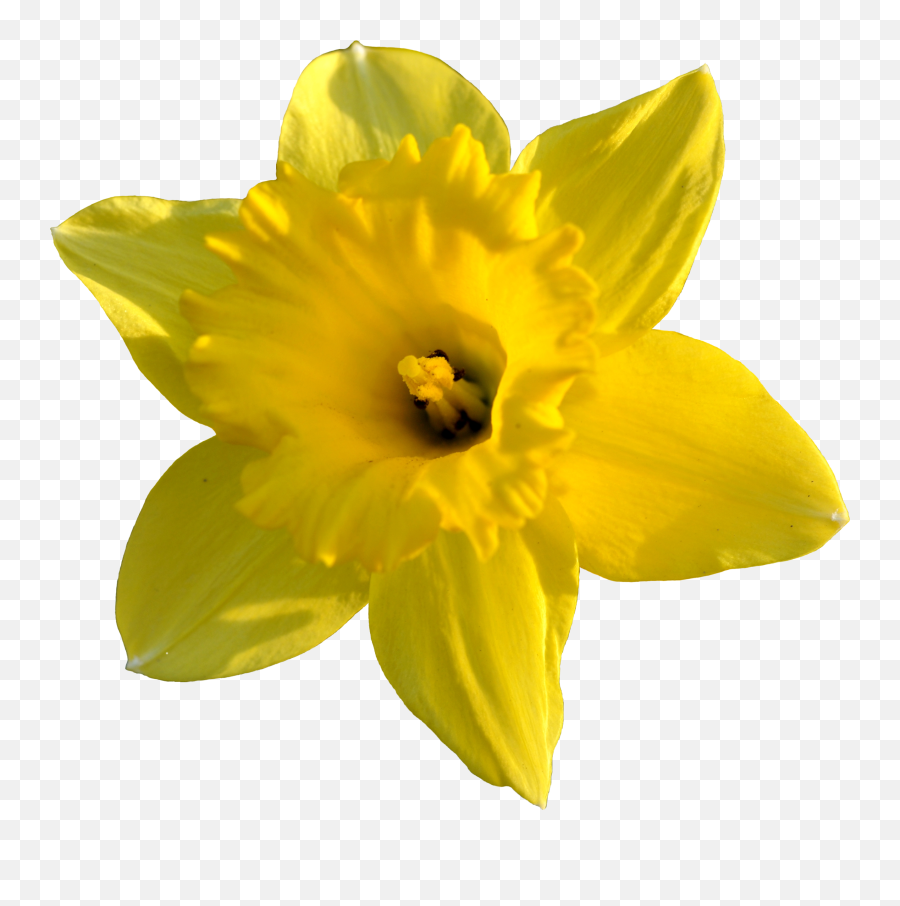 Daffodil Flower Transparent Image Png Arts - Daffodil Png,Yellow Flower Transparent