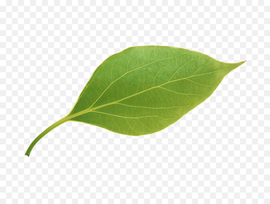 Green Leaves Transparent Background - Green Leaf Transparent Background Png,Leaf Transparent Background