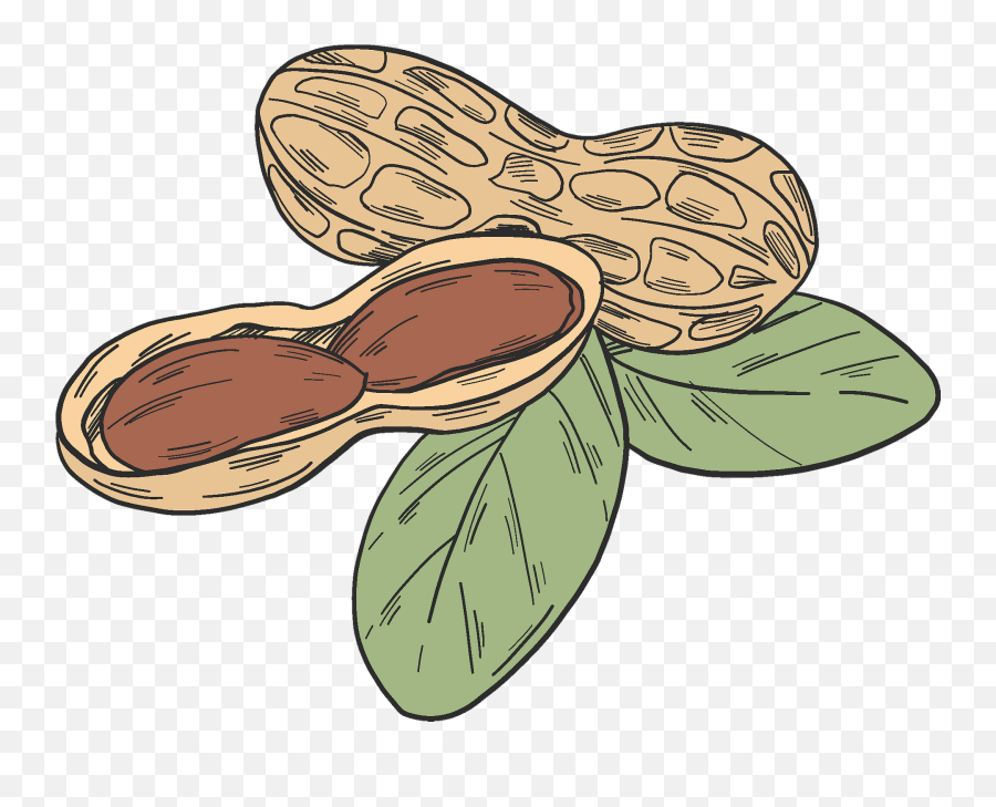 Peanuts Clipart - Fresh Png,Peanuts Png