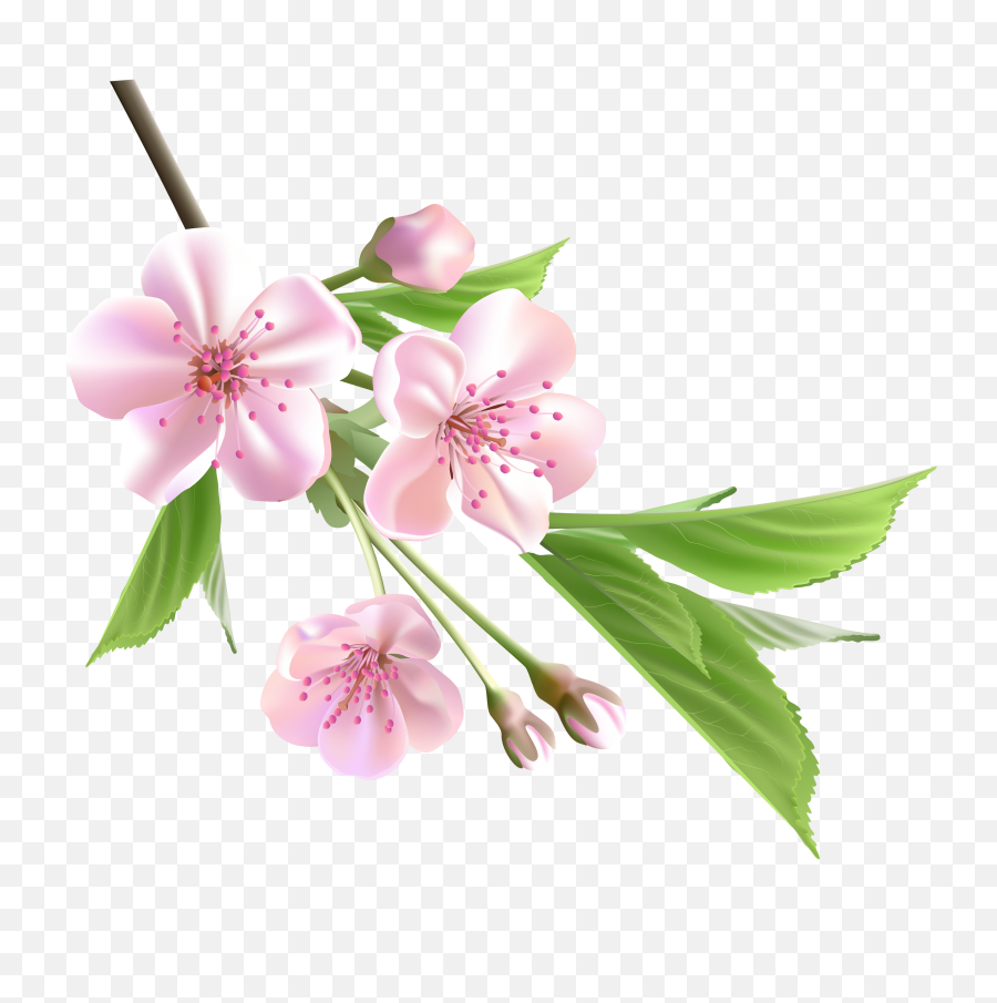 Spring Branch With Pink Tree Flowers - Flower Spring Png,Spring Background Png