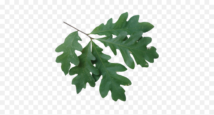 White Oak - White Oak Leaves On Branch Png,Oak Leaf Png