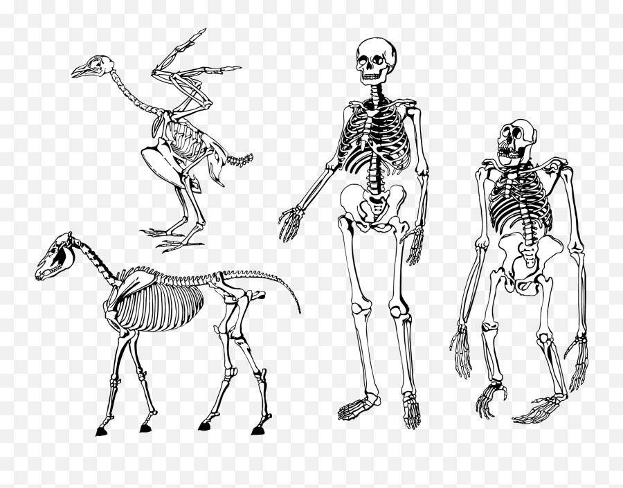 Bones Skeleton Vector Download - Human And Animal Skeleton Png,Skeleton Arm Png