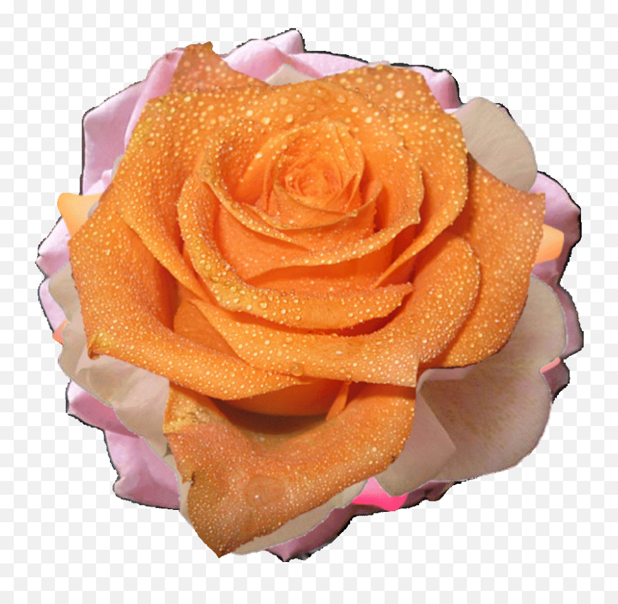 Gif - Transparent Orange Flower Gif Png,Transparent Sparkle Emoji