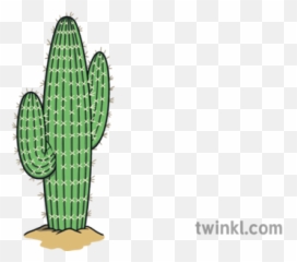 Tall Cactus With Pricks Succulents Plants Desert Usa Ks1 - San Pedro png