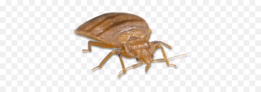 Large Bed Bug Transparent Png Stickpng - Free Png Image,Bugs Png