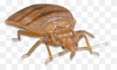 Large Bed Bug Transparent Png Stickpng - Free Png Image,Bugs Png
