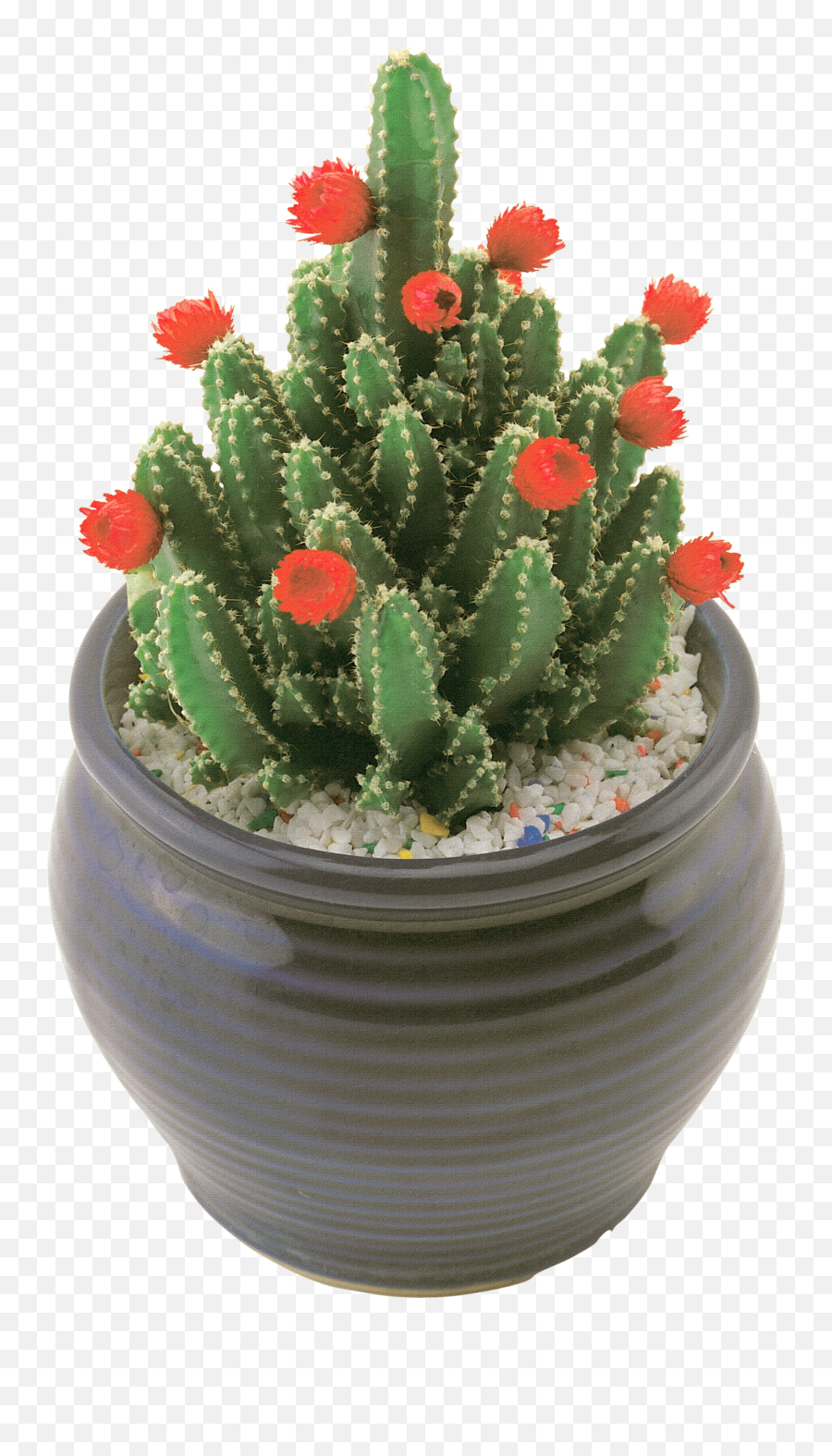 Cactus Plants - Acanthocereus Tetragonus Cactus Png,Cacti Png