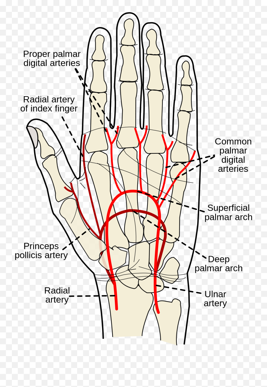 Allenu0027s Test - Wikipedia Superficial And Deep Palmar Arch Png,Blood Hand Png