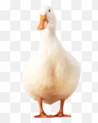 Duck Png Image Free Download - Pekin Duck Png,Duck Clipart Png