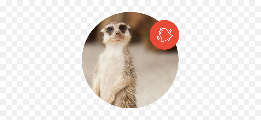 Sign Up For Alerts - Faunalytics Standing Meerkat Png,Meerkat Icon