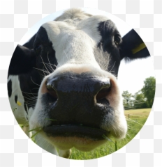 Download Vaca Sticker - Stickers Vacas Png,Vaca Png